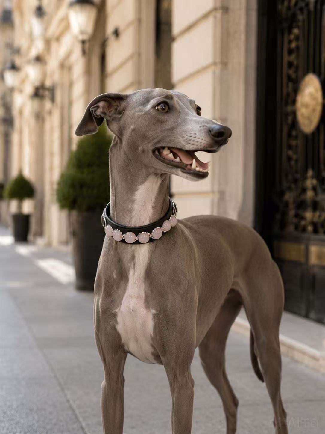 Grey Weimaraner dog standing on a Parisian street wearing a handmade strawberry pink crystal pet collar – Muttu