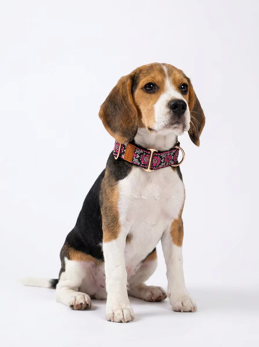 Muttu Bohemian Adjustable Pet Collar - Boho Dog Collar on Pet