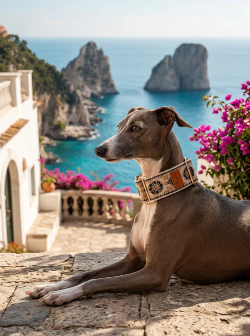 Muttu Bohemian Adjustable Pet Collar - Boho Dog Collar Front View