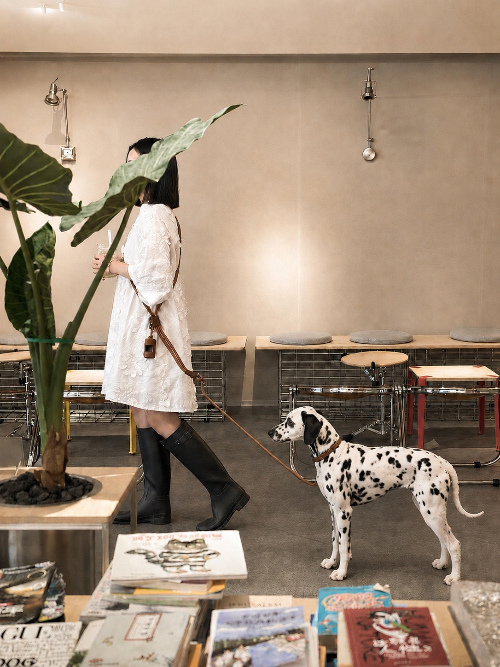 A wide shot of a woman walking a Dalmatian inside a modern space, using a brown Muttu hands-free dog leash worn across her body.