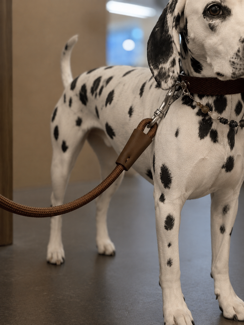 A Dalmatian wearing a brown leather collar attached to a matching brown Muttu dog leash.