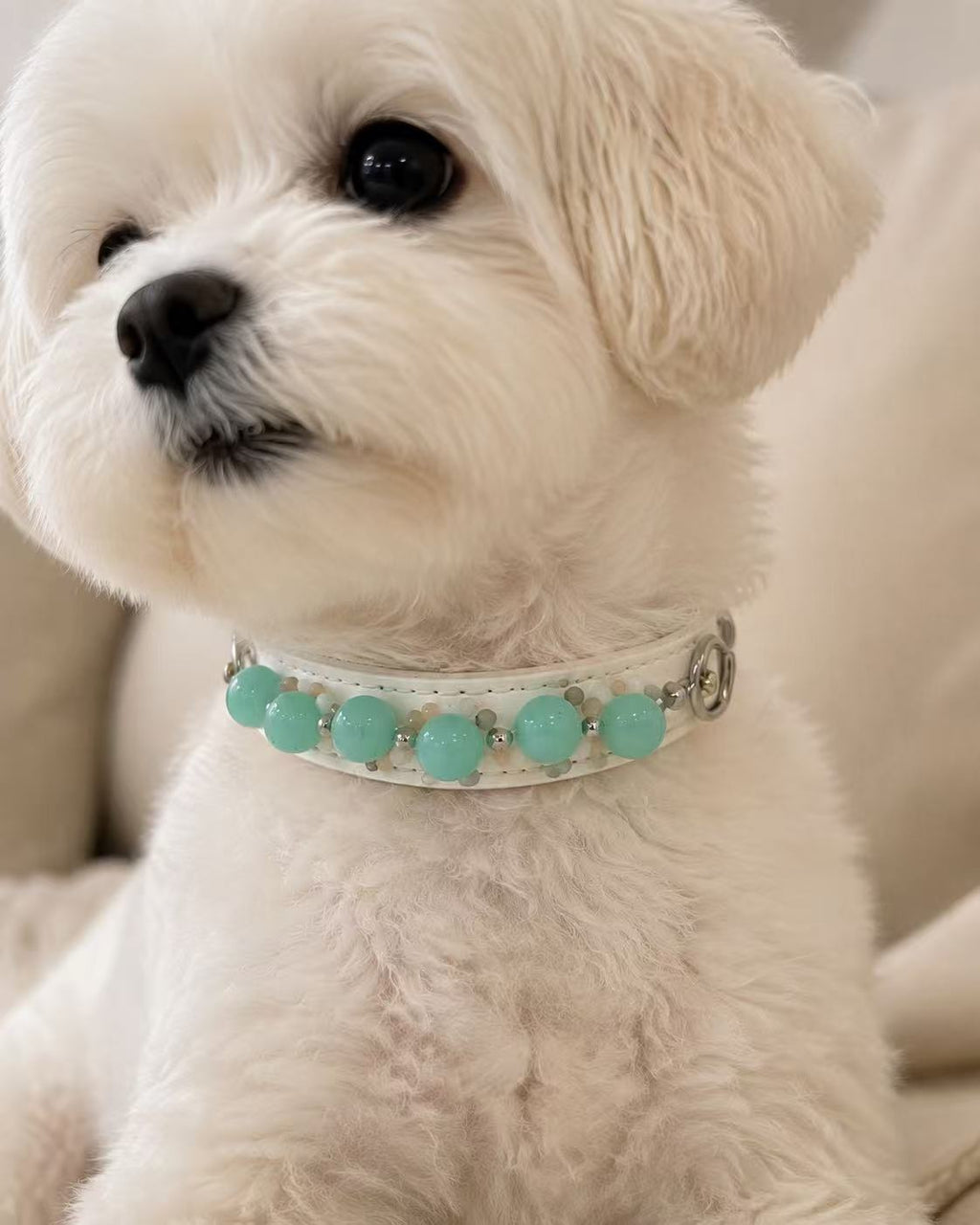 White small dog wearing handmade Amazonite crystal pet collar on soft leather – Muttu