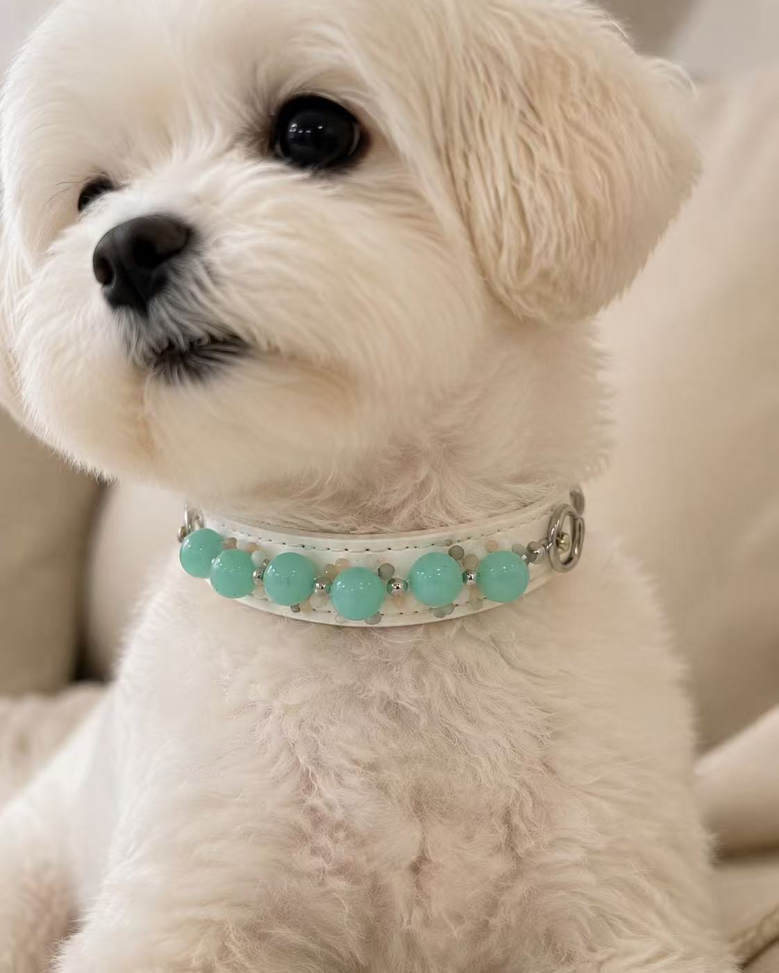 White small dog wearing handmade Amazonite crystal pet collar on soft leather – Muttu