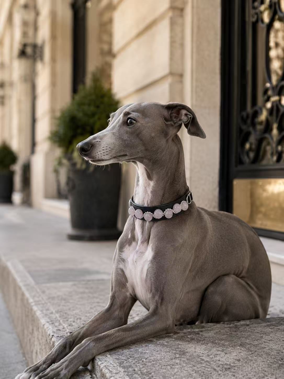 Grey Weimaraner dog wearing Muttu strawberry pink crystal collar, resting on stone steps outside a Parisian building, luxury pet lifestyle editorial – Muttu