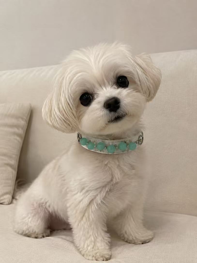 Crystal Charm Pet Collar – Handmade Natural Crystal and Amazonite Collar for Cats and Dogs