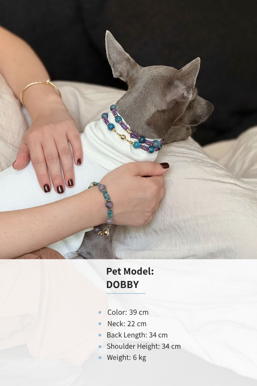 多比 DOBBY 竖版宠物模特信息图