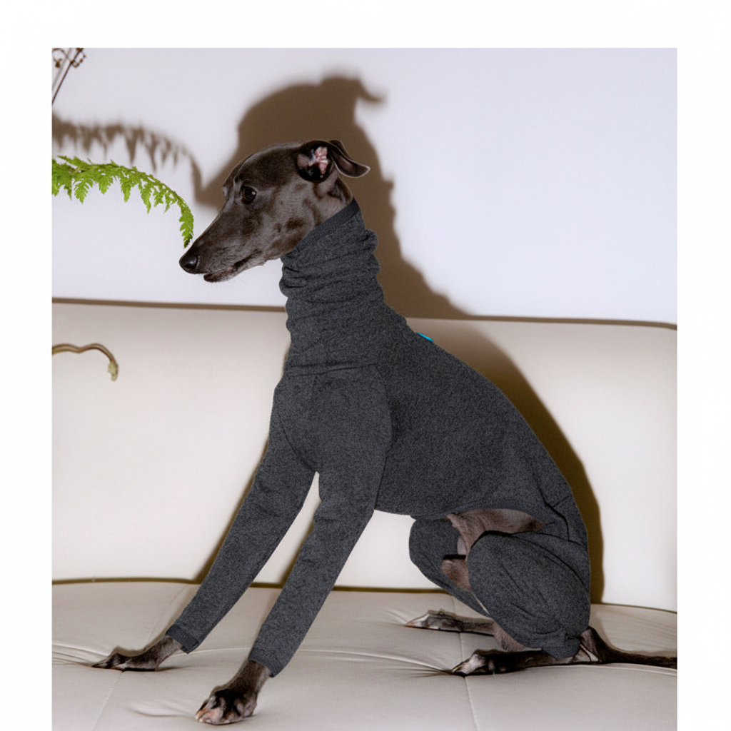 Italian Greyhound wearing dark gray turtleneck sweater suit