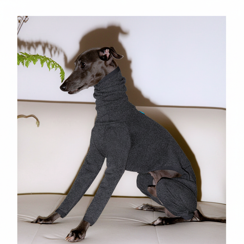 Italian Greyhound wearing dark gray turtleneck sweater suit