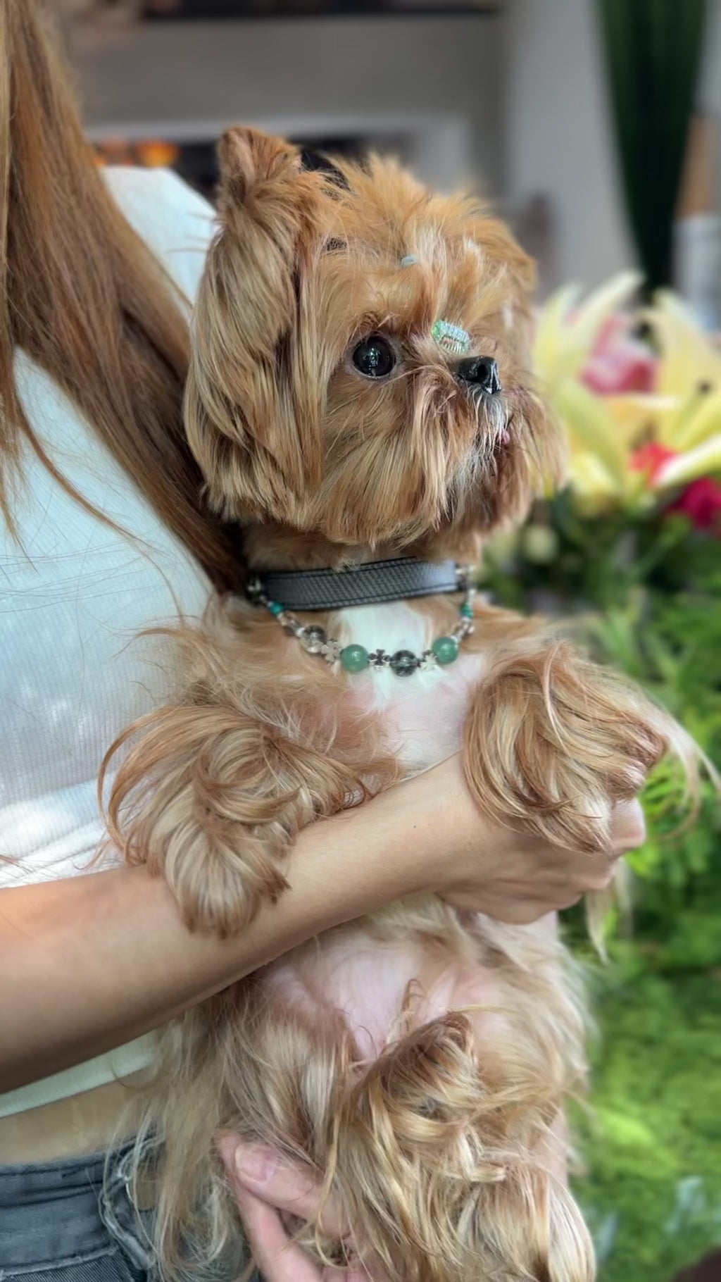 Vale Crystal Dog Collar